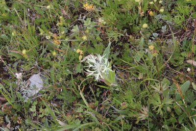 Centaurea cheiranthifolia, photographed by Dmitriy Bochkov