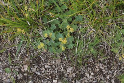 Alchemilla caucasica, photographed by Dmitriy Bochkov