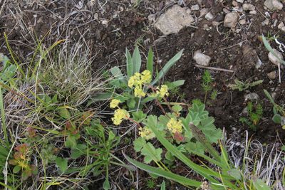 Alchemilla caucasica, photographed by Dmitriy Bochkov
