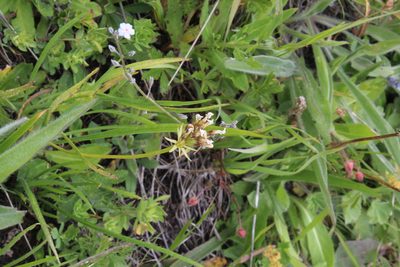 Primula algida, photographed by Dmitriy Bochkov