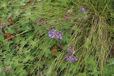 Geranium renardii, photographed by Dmitriy Bochkov