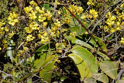 Banisteriopsis anisandra, photographed by Douglas