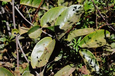 Banisteriopsis anisandra, photographed by Douglas