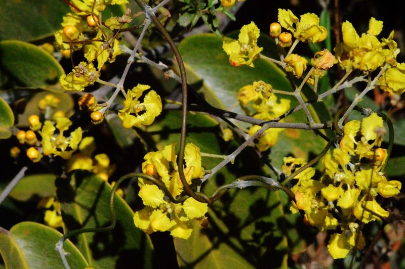 Banisteriopsis anisandra, photographed by Douglas