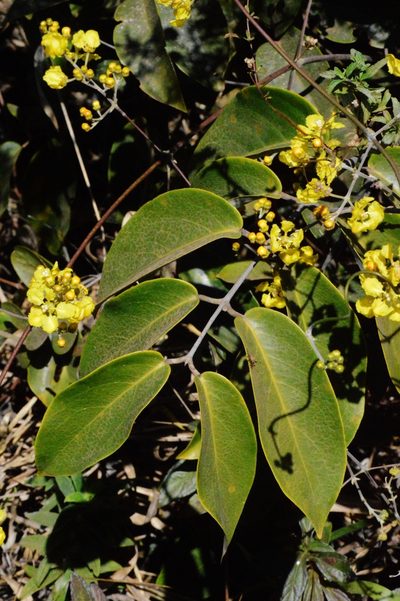 Banisteriopsis anisandra, photographed by Douglas