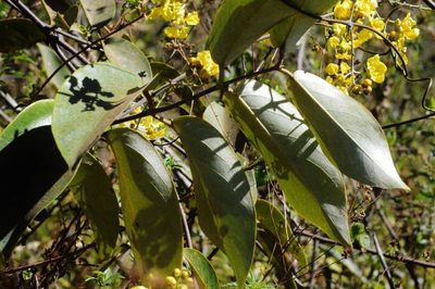 Banisteriopsis anisandra, photographed by Douglas