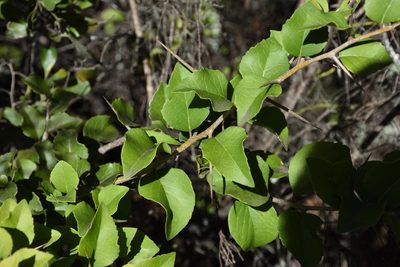 Scolopia zeyheri, photographed by Andrew Gillespie
