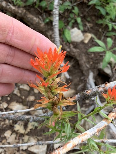 Castilleja wootonii, photographed by CK2AZ