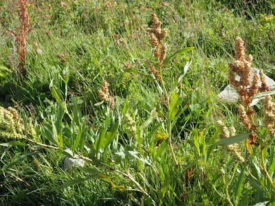Rumex triangulivalvis, photographed by mfeaver