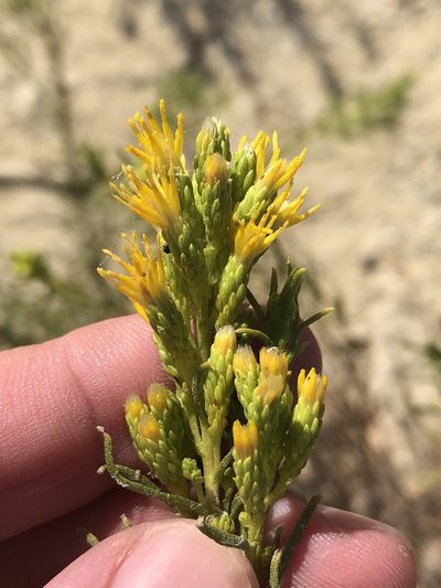 Isocoma coronopifolia, photographed by Sam Kieschnick