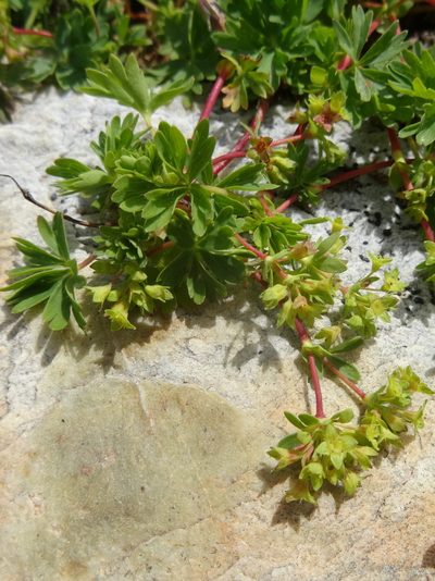 Alchemilla pentaphyllea, photographed by Thomas Koffel