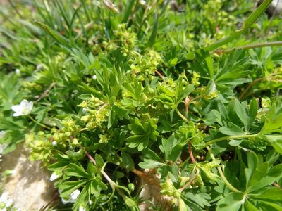 Alchemilla pentaphyllea, photographed by Thomas Koffel
