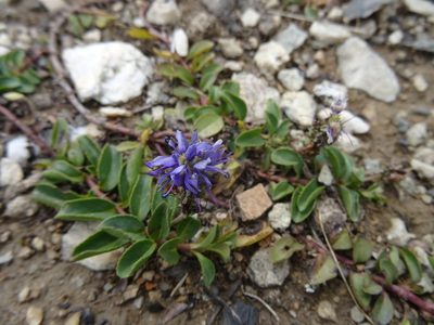 Veronica allionii, photographed by Thomas Koffel