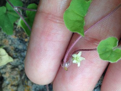 Dichondra brachypoda, photographed by Alison Northup
