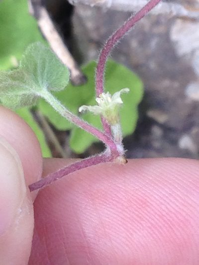 Dichondra brachypoda, photographed by Alison Northup