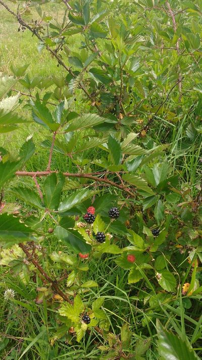 Rubus adenotrichos, photographed by ELOYJIMENEZ13
