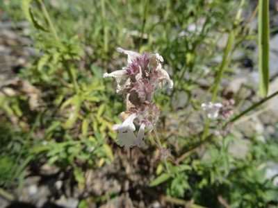 Nepeta nepetella, photographed by Thomas Koffel