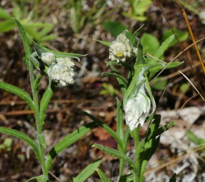 Pseudognaphalium macounii, photographed by Susan Blayney