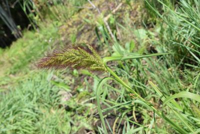 Echinochloa walteri, photographed by Travis G