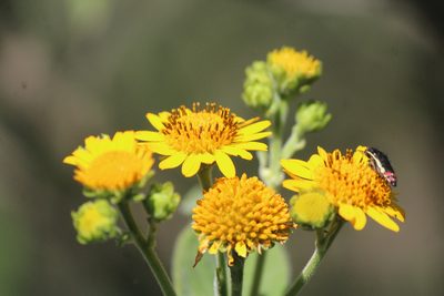 Verbesina serrata, photographed by José Belem Hernández Díaz
