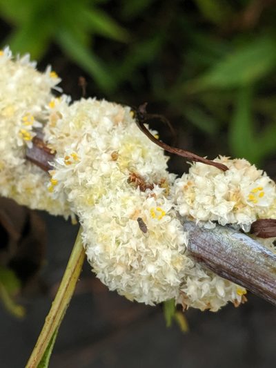 Cuscuta glomerata, photographed by Ethan Rose
