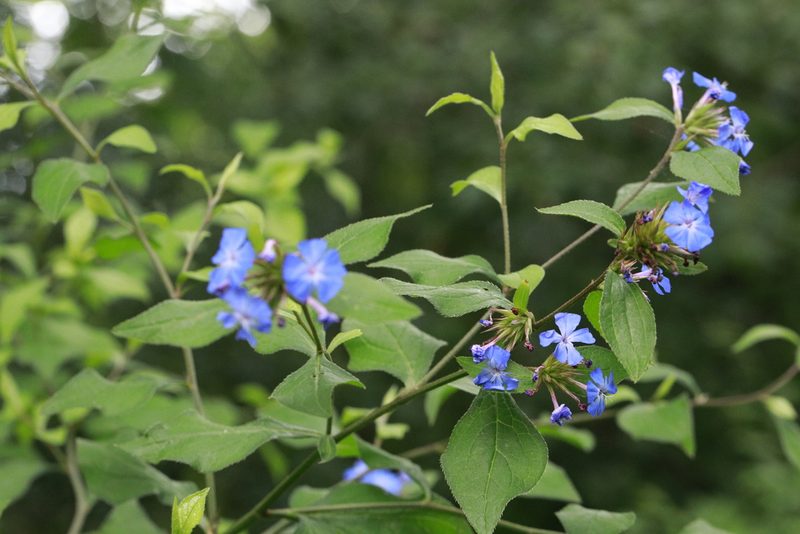 Ceratostigma plumbaginoides, photographed by Stephen James McWilliam