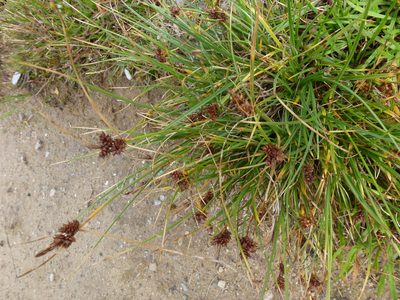 Carex extensa, photographed by Susan Marley