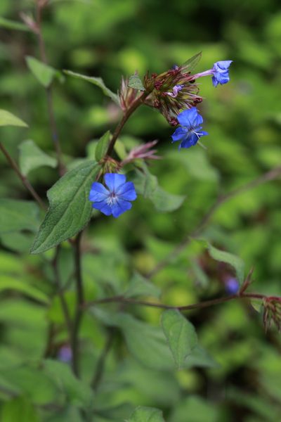 Ceratostigma plumbaginoides, photographed by Stephen James McWilliam