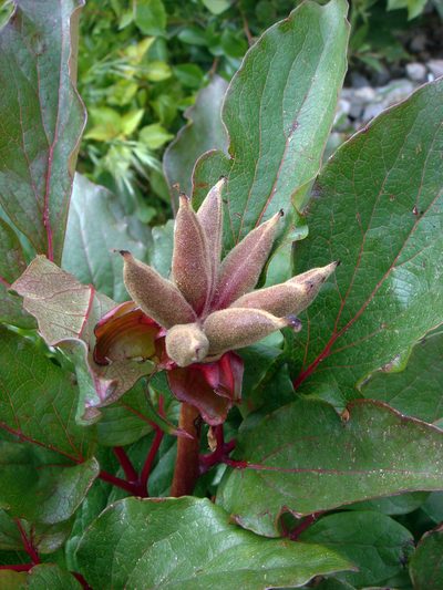 Paeonia corsica, photographed by Peter de Lange