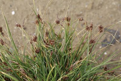 Carex extensa, photographed by Stephen James McWilliam