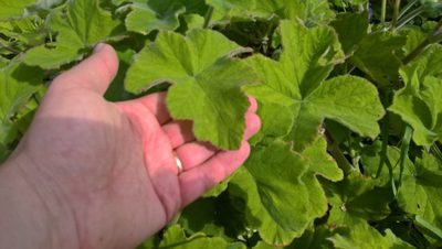 Pelargonium tomentosum, photographed by Stephen Hartley