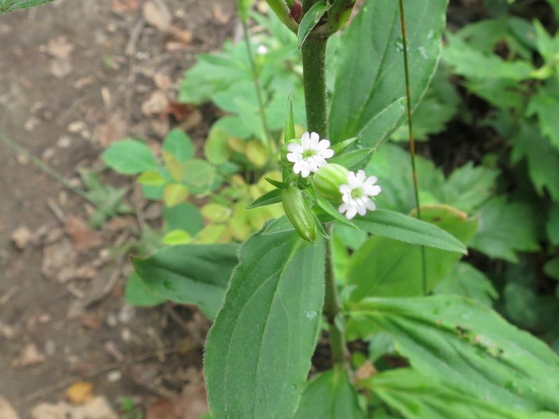 Silene firma, photographed by Repina Tatyana