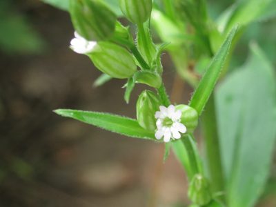 Silene firma, photographed by Repina Tatyana
