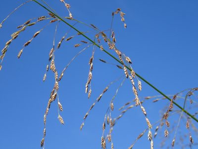 Glyceria grandis, photographed by mfeaver