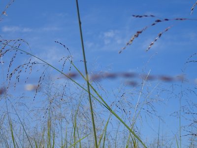 Glyceria grandis, photographed by mfeaver