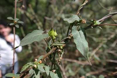 Gonolobus uniflorus, photographed by Leonardo O. Alvarado Cárdenas
