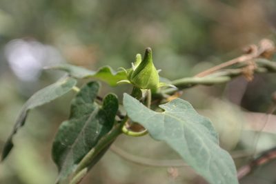 Gonolobus uniflorus, photographed by Leonardo O. Alvarado Cárdenas