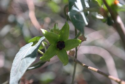 Gonolobus uniflorus, photographed by Leonardo O. Alvarado Cárdenas