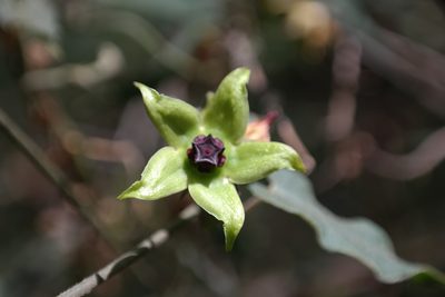Gonolobus uniflorus, photographed by Leonardo O. Alvarado Cárdenas