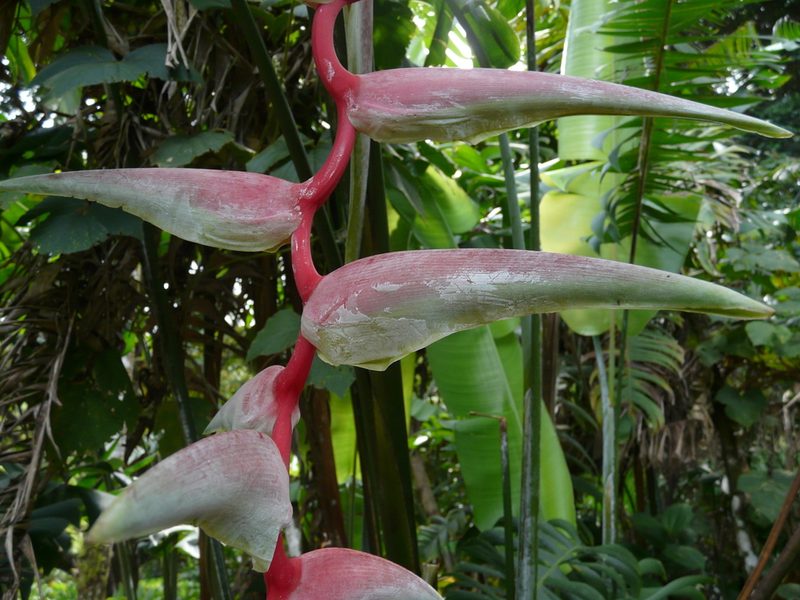 Heliconia chartacea, photographed by Dan Riley