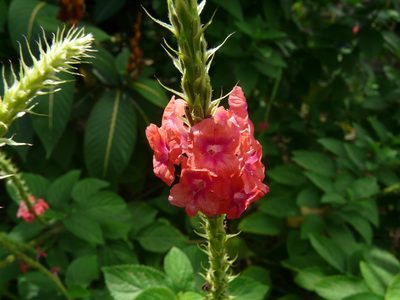 Stachytarpheta mutabilis, photographed by Dan Riley