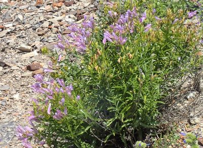 Penstemon lyallii, photographed by mfeaver