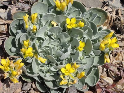 Physaria didymocarpa, photographed by mfeaver