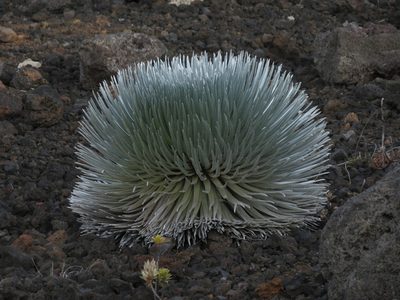 Argyroxiphium sandwicense, photographed by Paul Prior