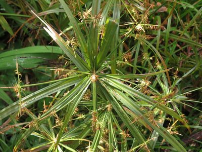 Cyperus meyenianus, photographed by Paul Prior