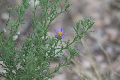 Machaeranthera tagetina, photographed by Eliseo D Moreno