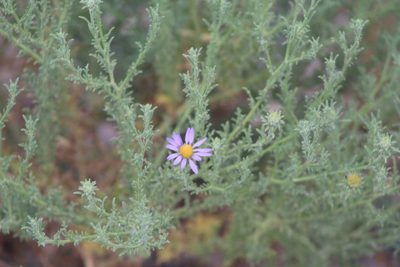 Machaeranthera tagetina, photographed by Eliseo D Moreno
