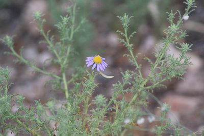 Machaeranthera tagetina, photographed by Eliseo D Moreno