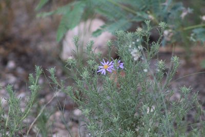 Machaeranthera tagetina, photographed by Eliseo D Moreno