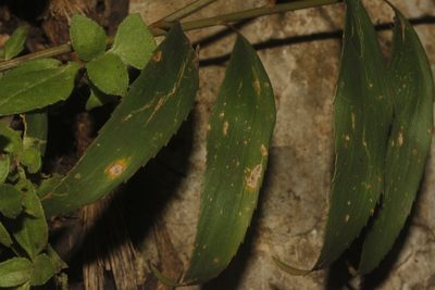 Zamia fischeri, photographed by Juan Cruzado Cortés